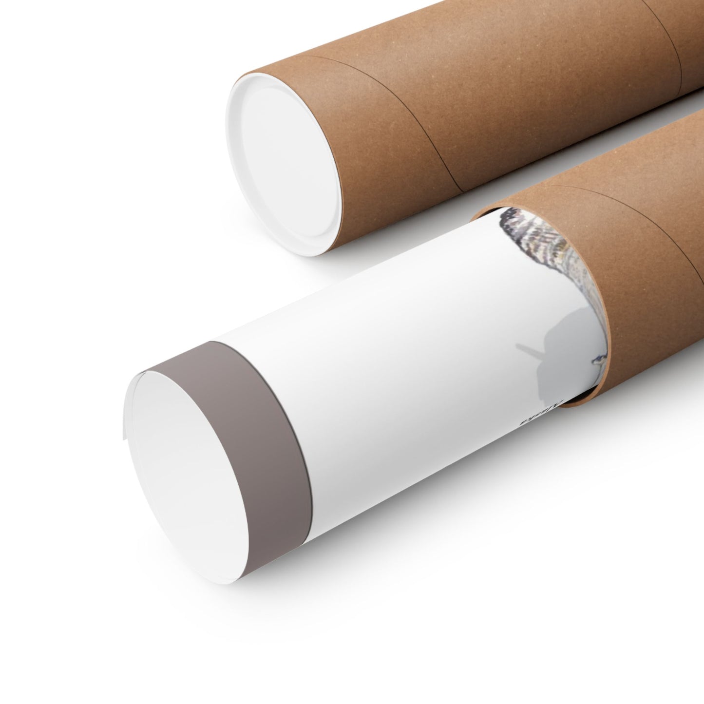 Fungi of the U.S. Poster