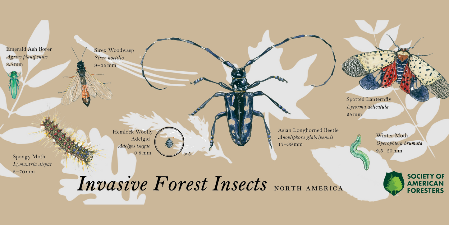 Invasive Insects Bumper Sticker