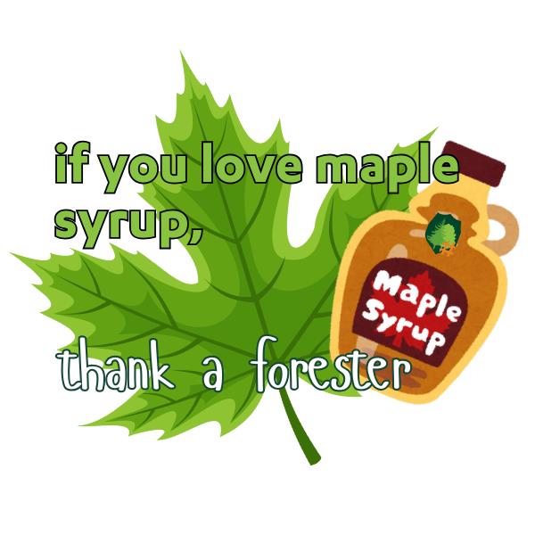 ThankAForester Collectible Sticker- Maple Syrup