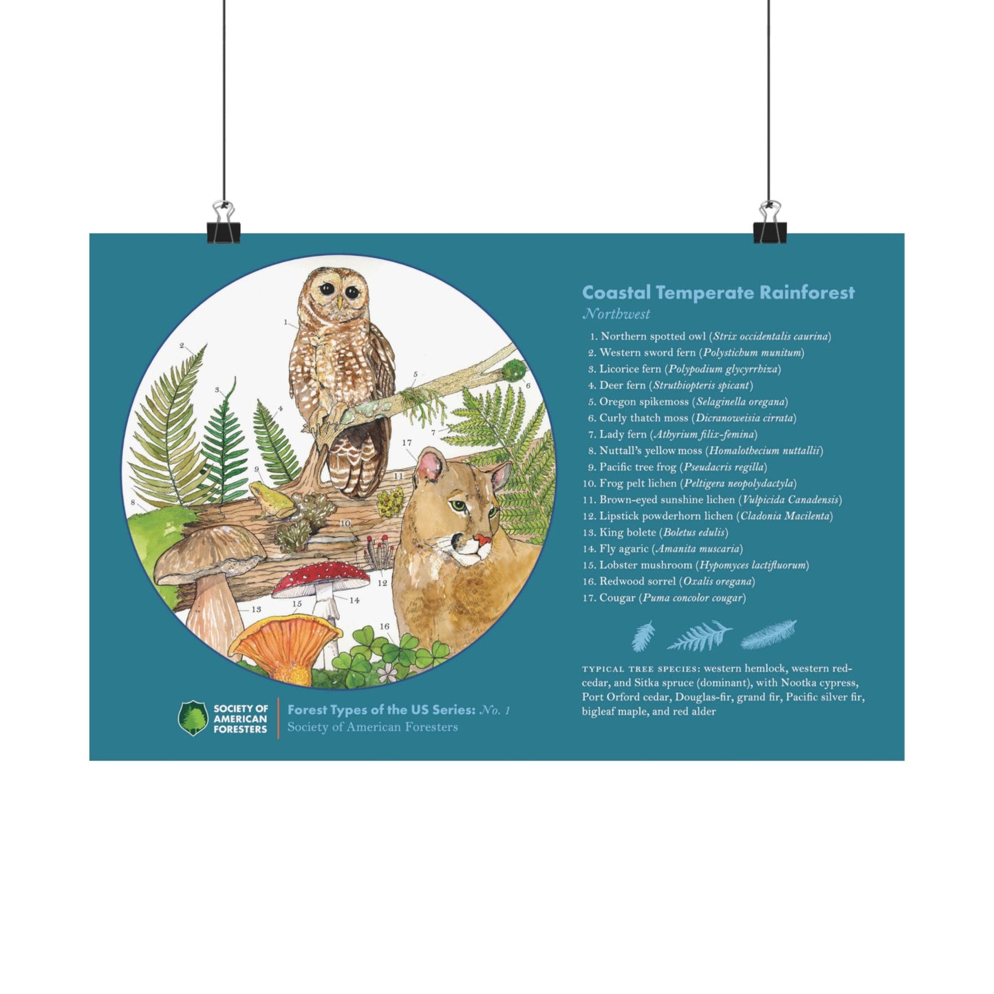 Northwest Forest Cover Type Poster